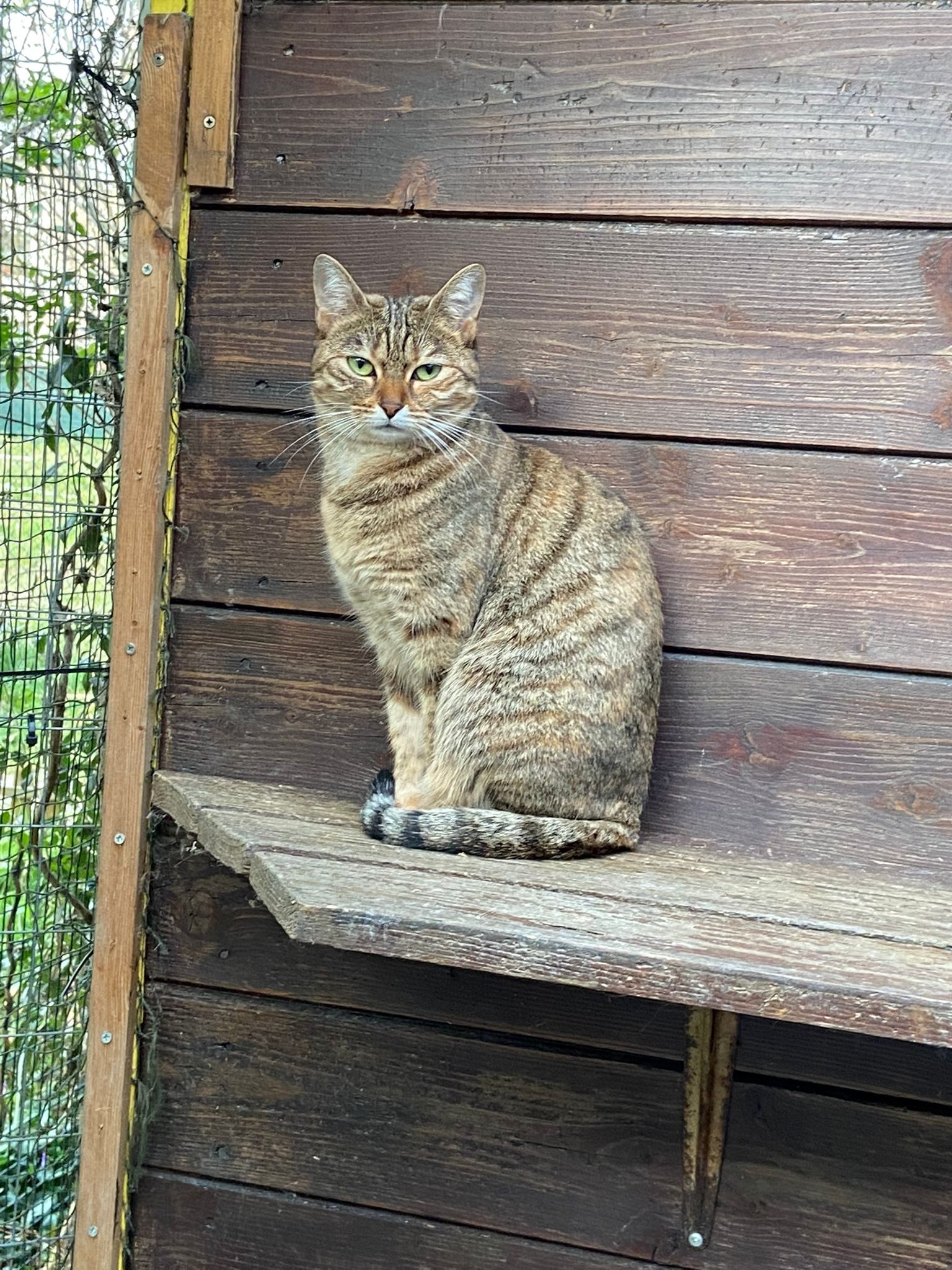 Diario felino